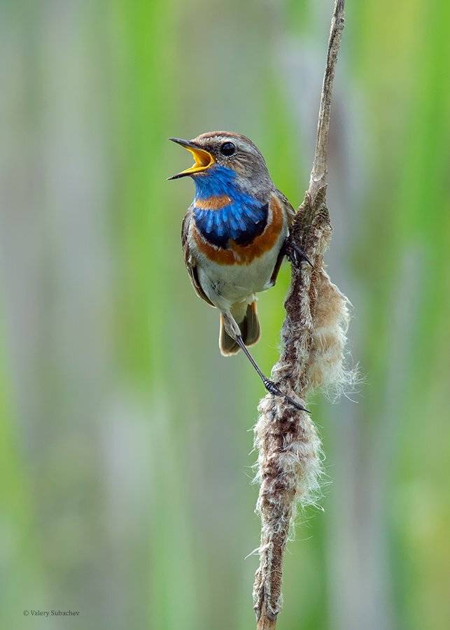 , Валерий Субачев