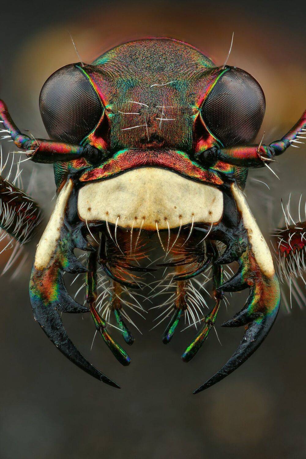 жук,макро,природа,глаза,цвет,портрет,челюсти, Андрей Шаповалов