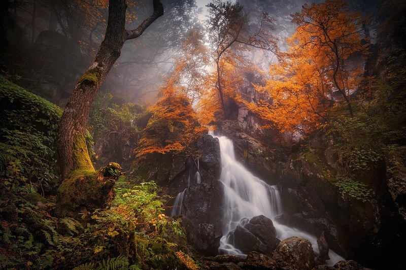 bulgaria,vitosha,autumn,fog  фото превью
