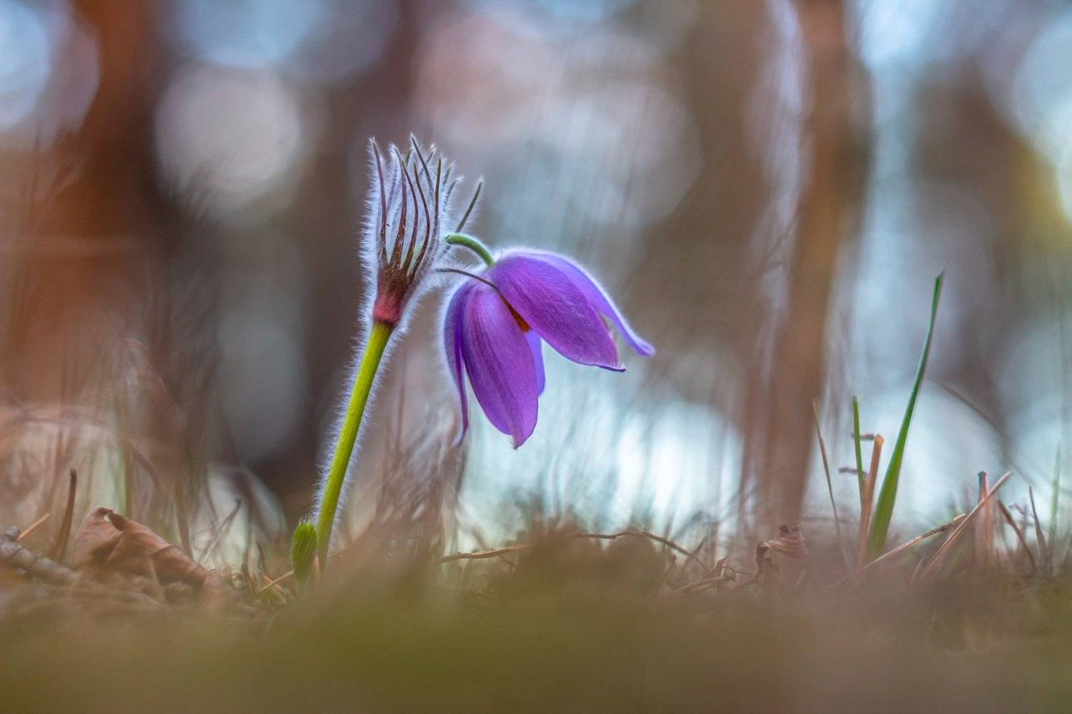 сон-трава, первоцвет, лес, заповедник, весна, Руслан Востриков
