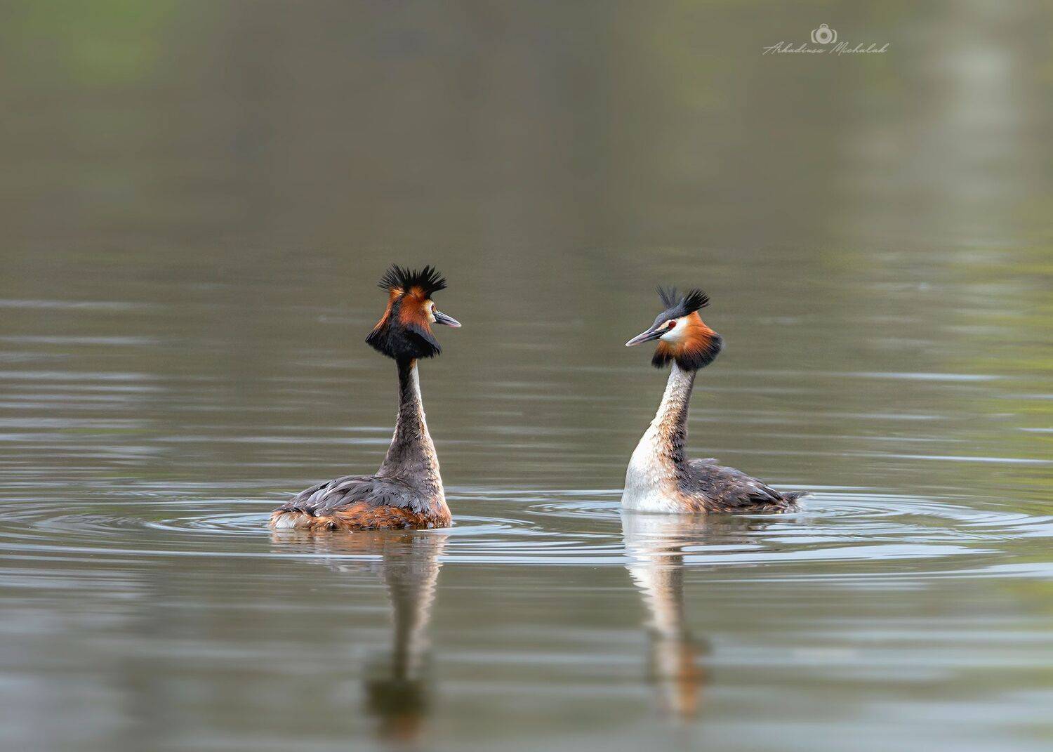 , Arkadiusz Michalak