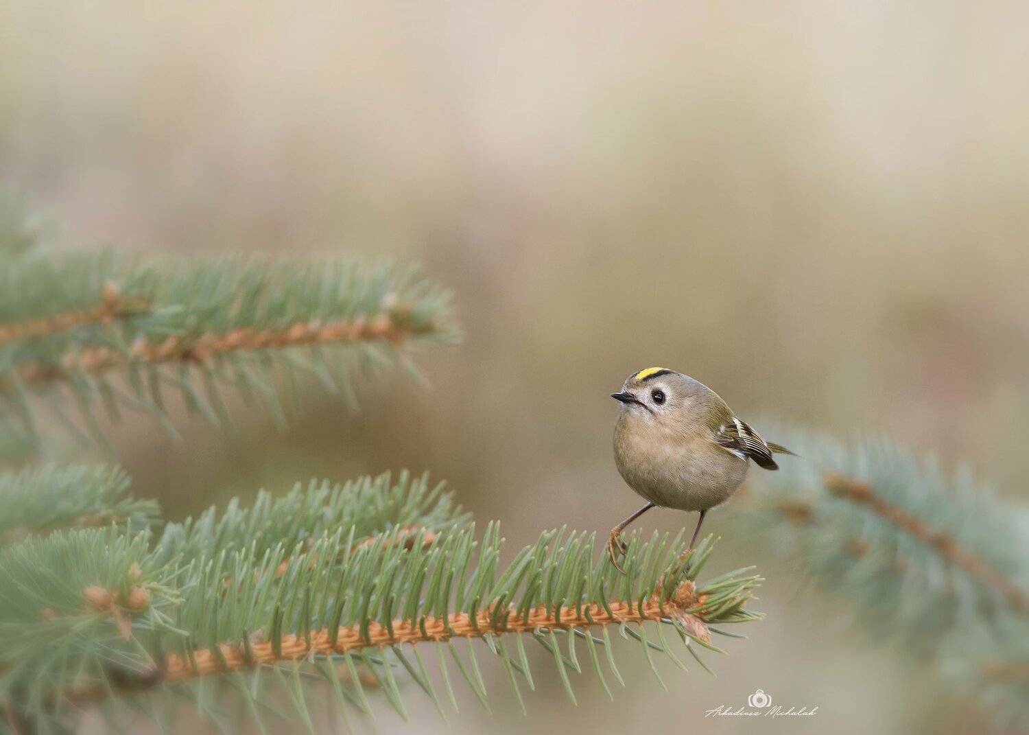 , Arkadiusz Michalak