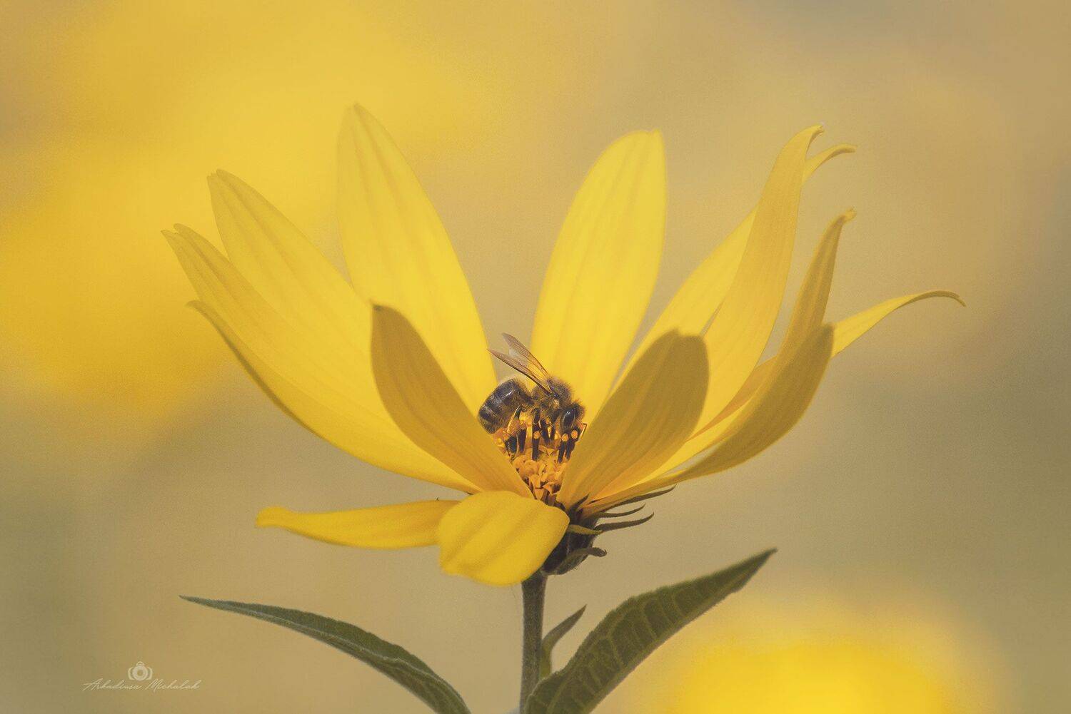 , Arkadiusz Michalak