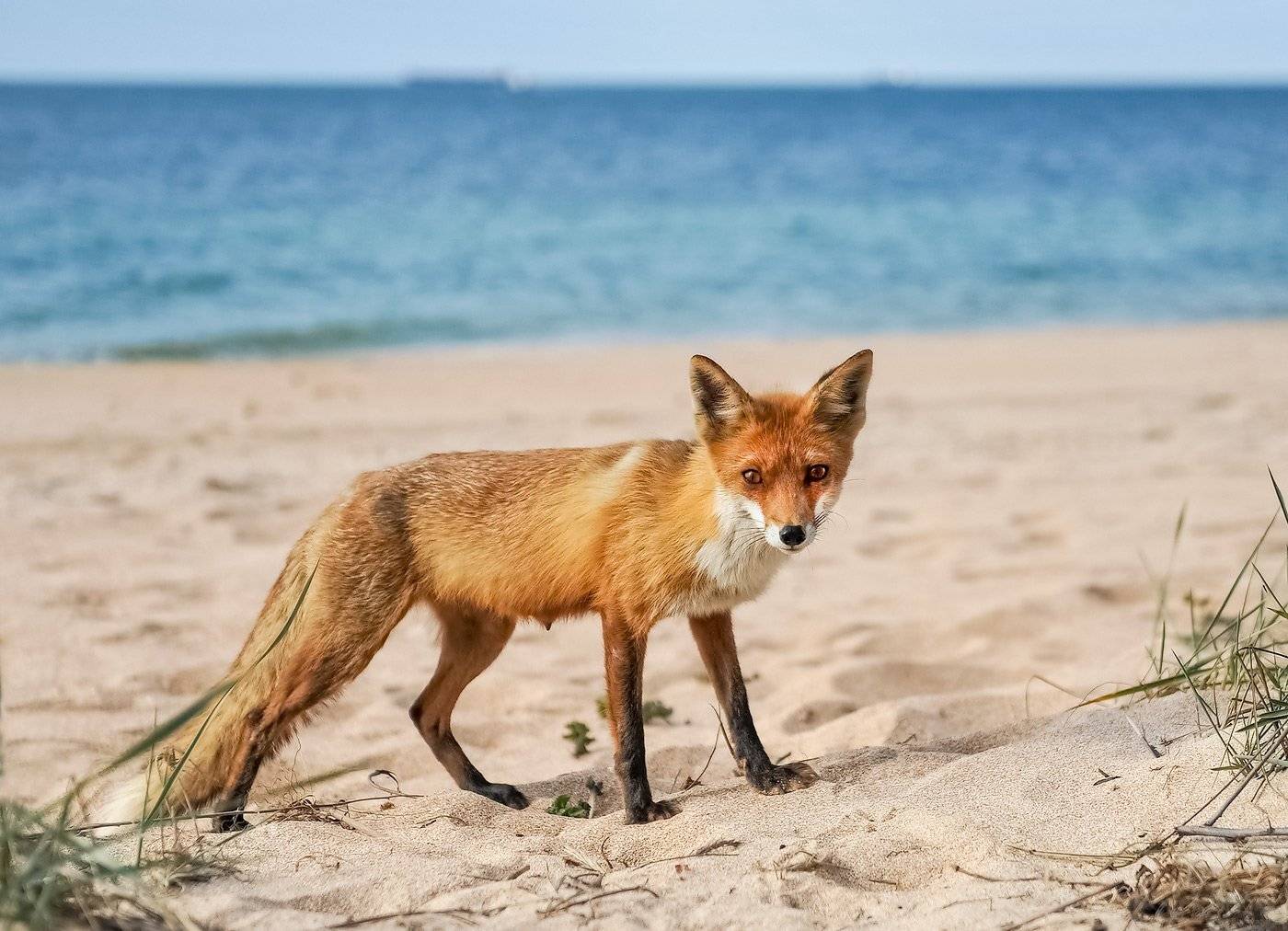 , Борис Пирог