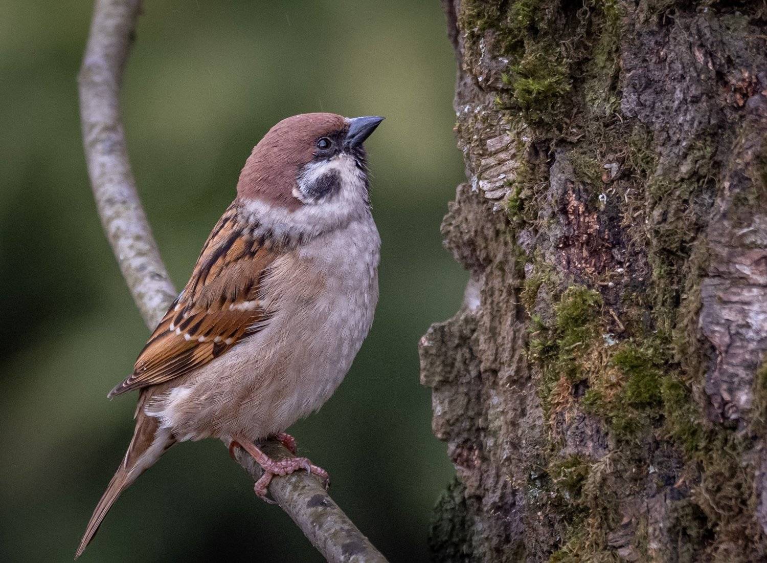 , Курлянцев Алексей