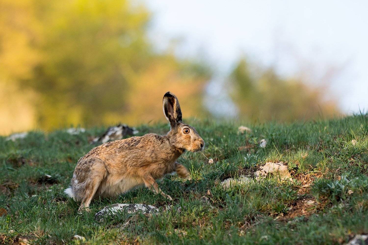, Илья Михеев