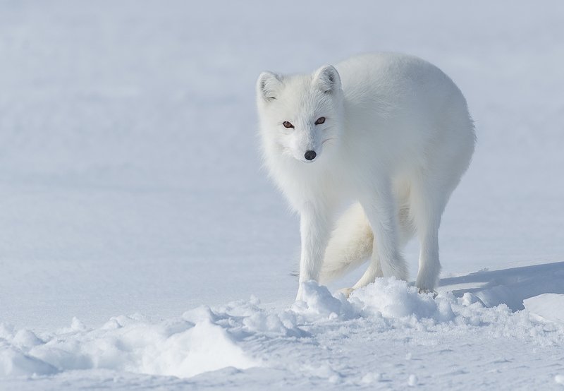 ...белее снега фото превью
