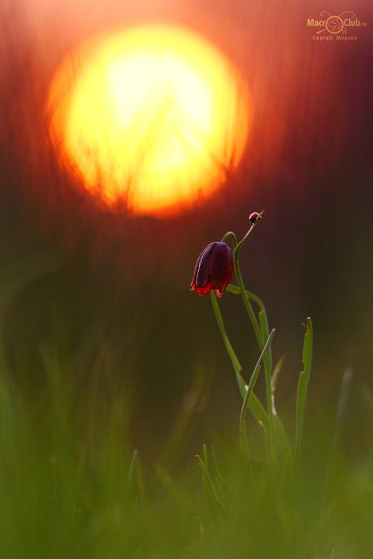 рябчик, малый, шахматовидный, fritillaria, meleagroides, самарский, лес, солнце, закат, божья коровка, семиточечная, Hot sunset фото превью