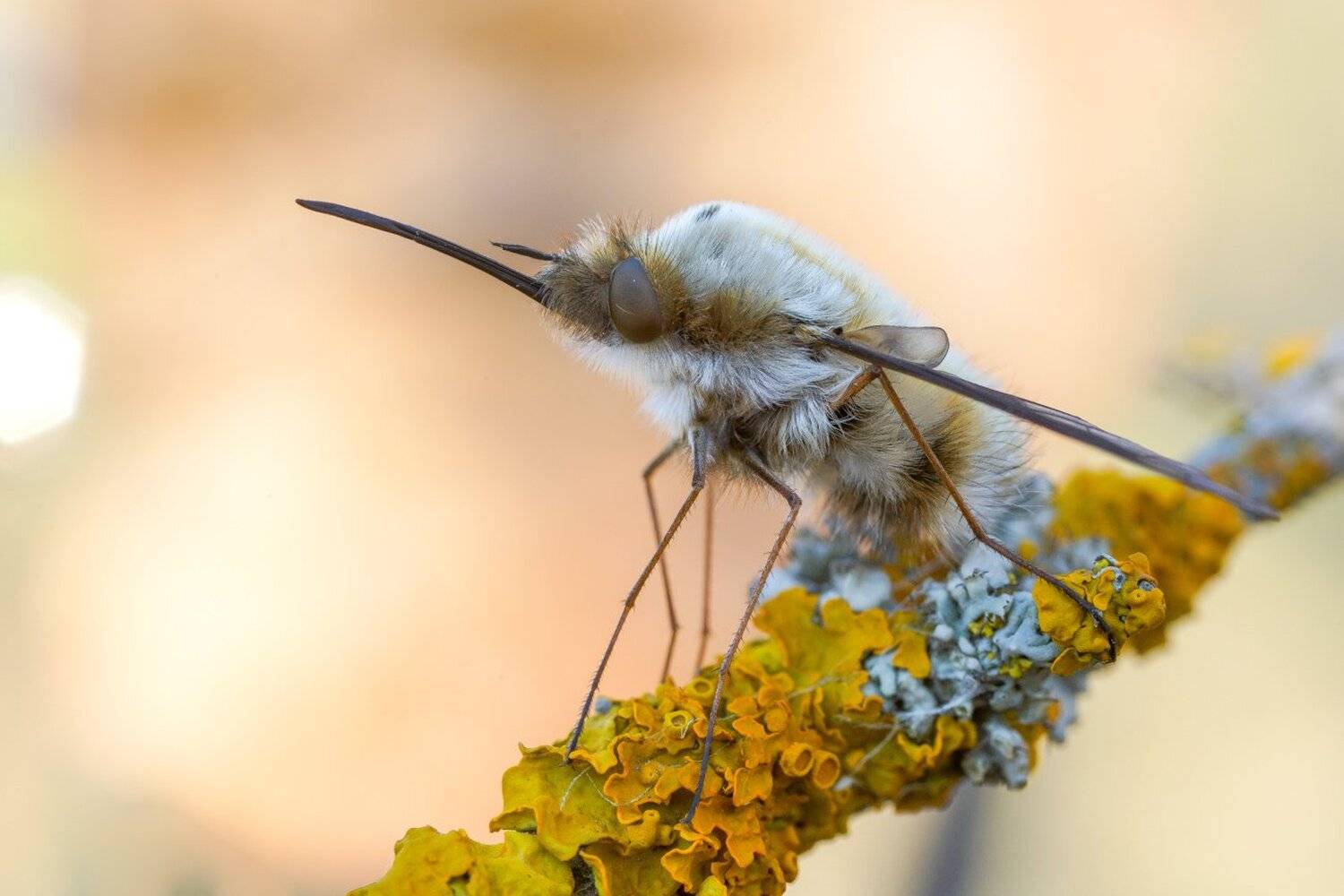 , Кузнецов Дмитрий