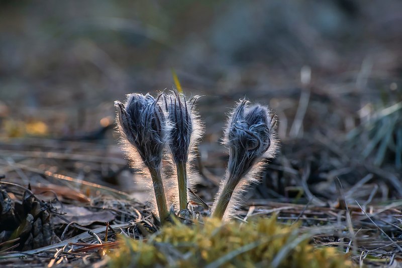 сон-трава, прострел открытый, фотопроект Сон-трава: истории из жизни… фото превью