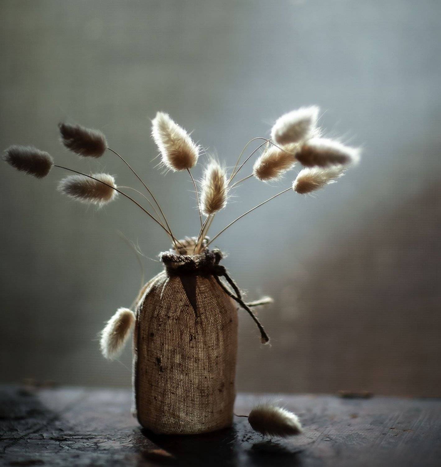 зайцехвост,колоски, растение,злак, красота, stilllife, creative, flower, fuzzy, beauty, Юлия Стукалова