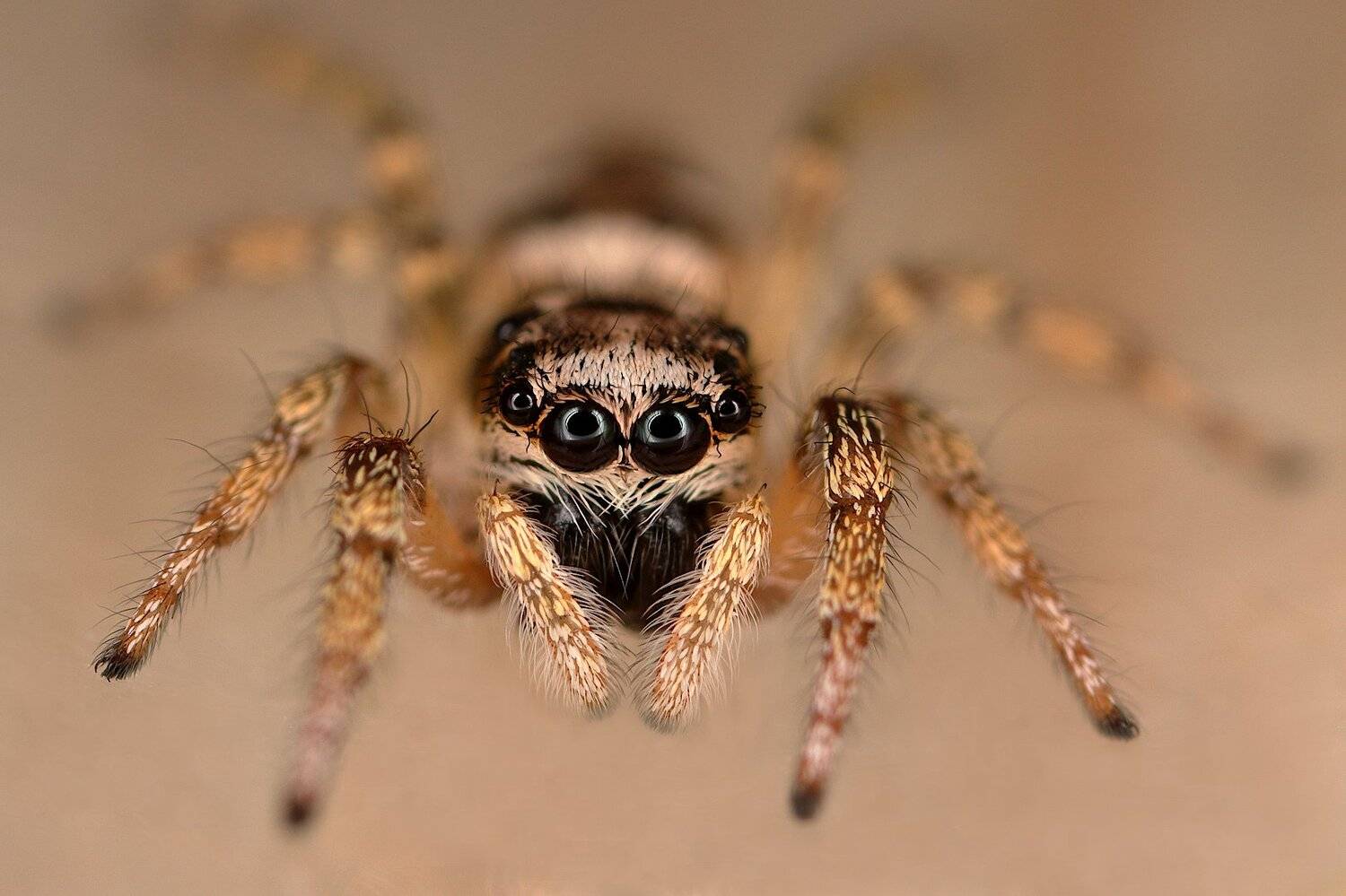 паук скакунчик, Александр Зорин