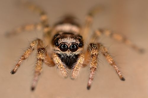 Salticus scenicus