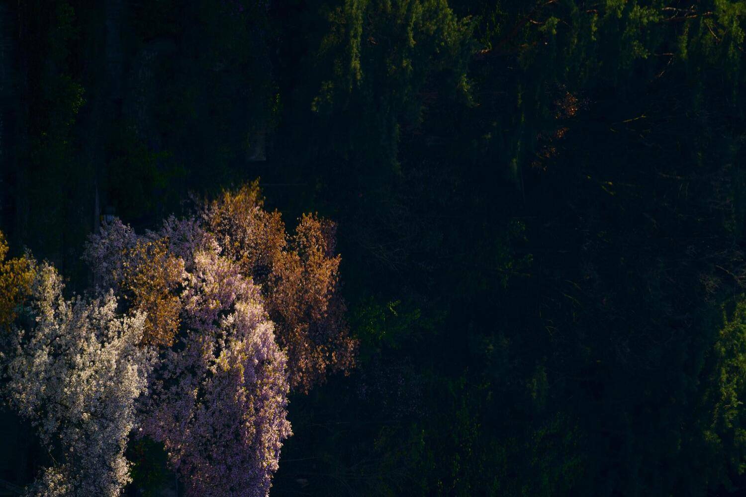 south korea, seoul, spring, flower, cherry blossom, composition, beautiful, light, mountain, morning, contrast, Shin
