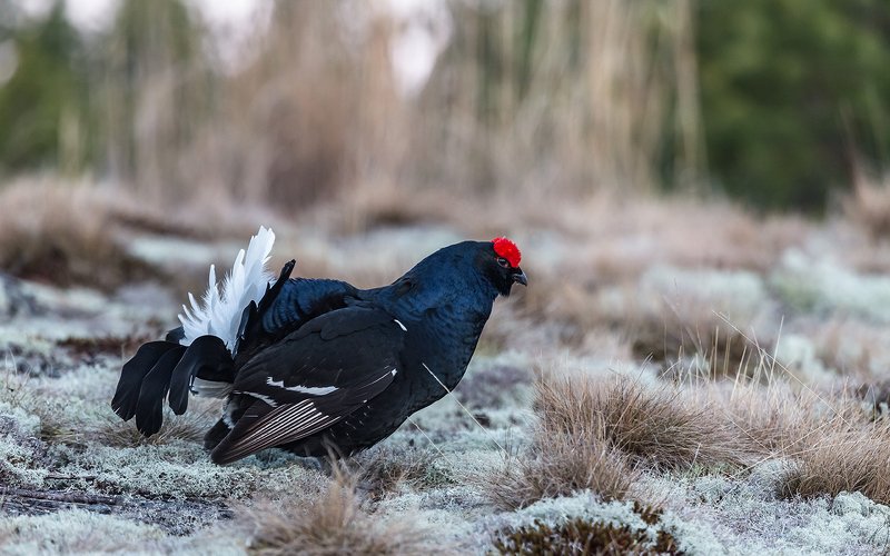 птица, дикая птица,  орнитология, дикая природа, фотоохота, ток, тетеревиный ток, тетерев, весна На тетеревином току. фото превью