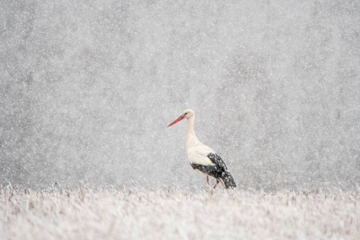 , Дмитрий Вилюнов