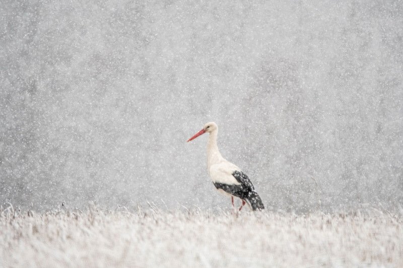 Апрельский снегопад. фото превью