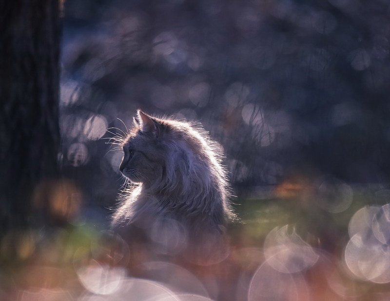Мартовский фото превью