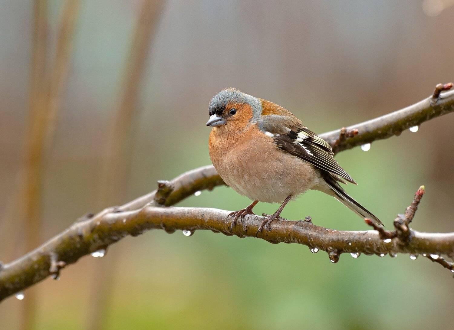 птицы,природа, весна, Андрей Киселёв