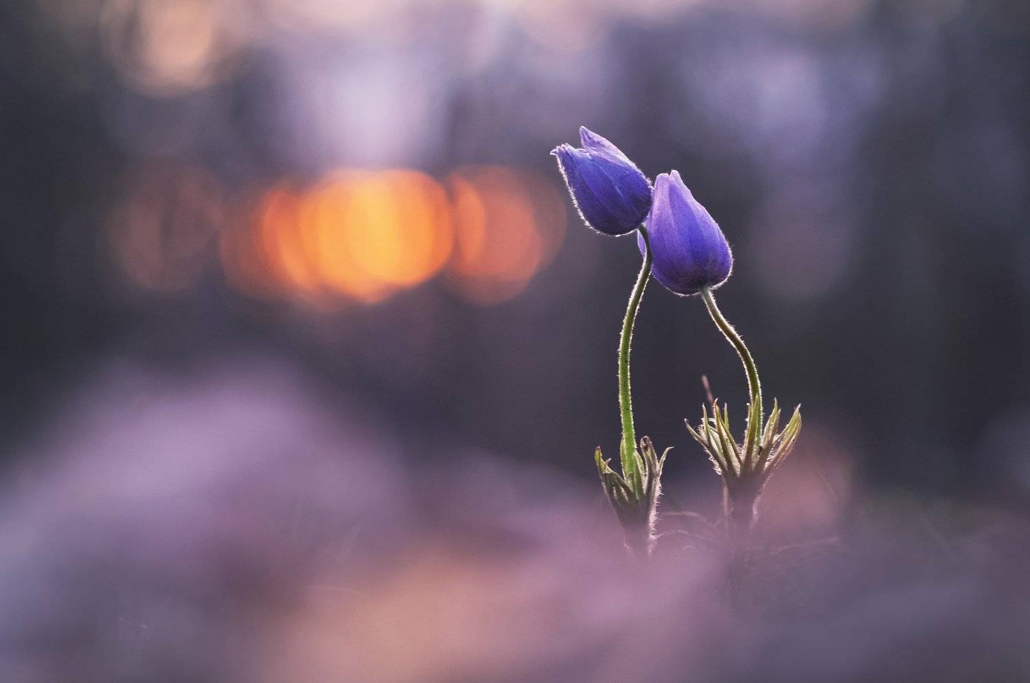 сон-трава, закат, весна, природа, минск, уручье, Александр Гвоздь