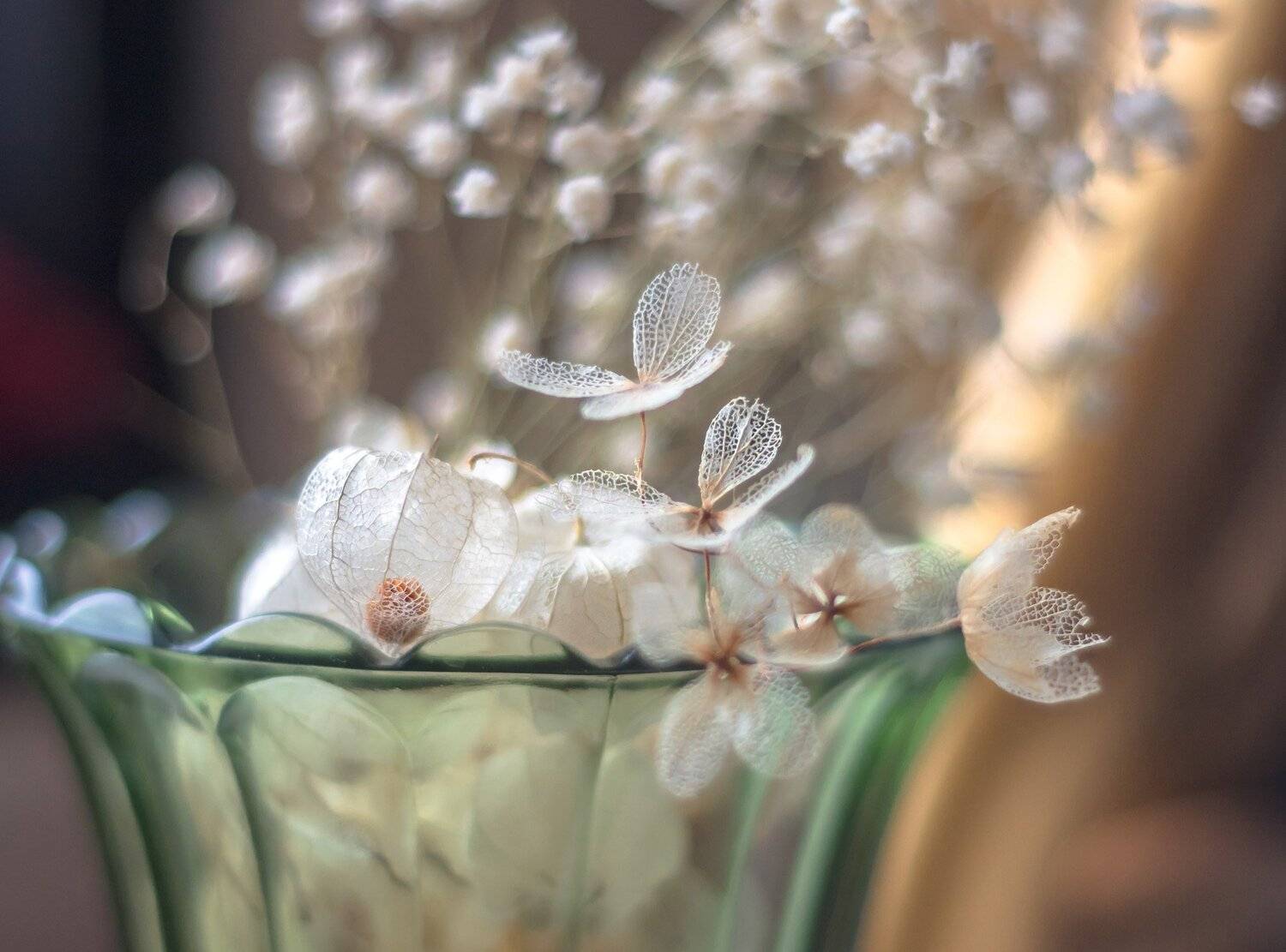 макро,композиция,сухоцветы,неживая природа,, Антонина Яновска