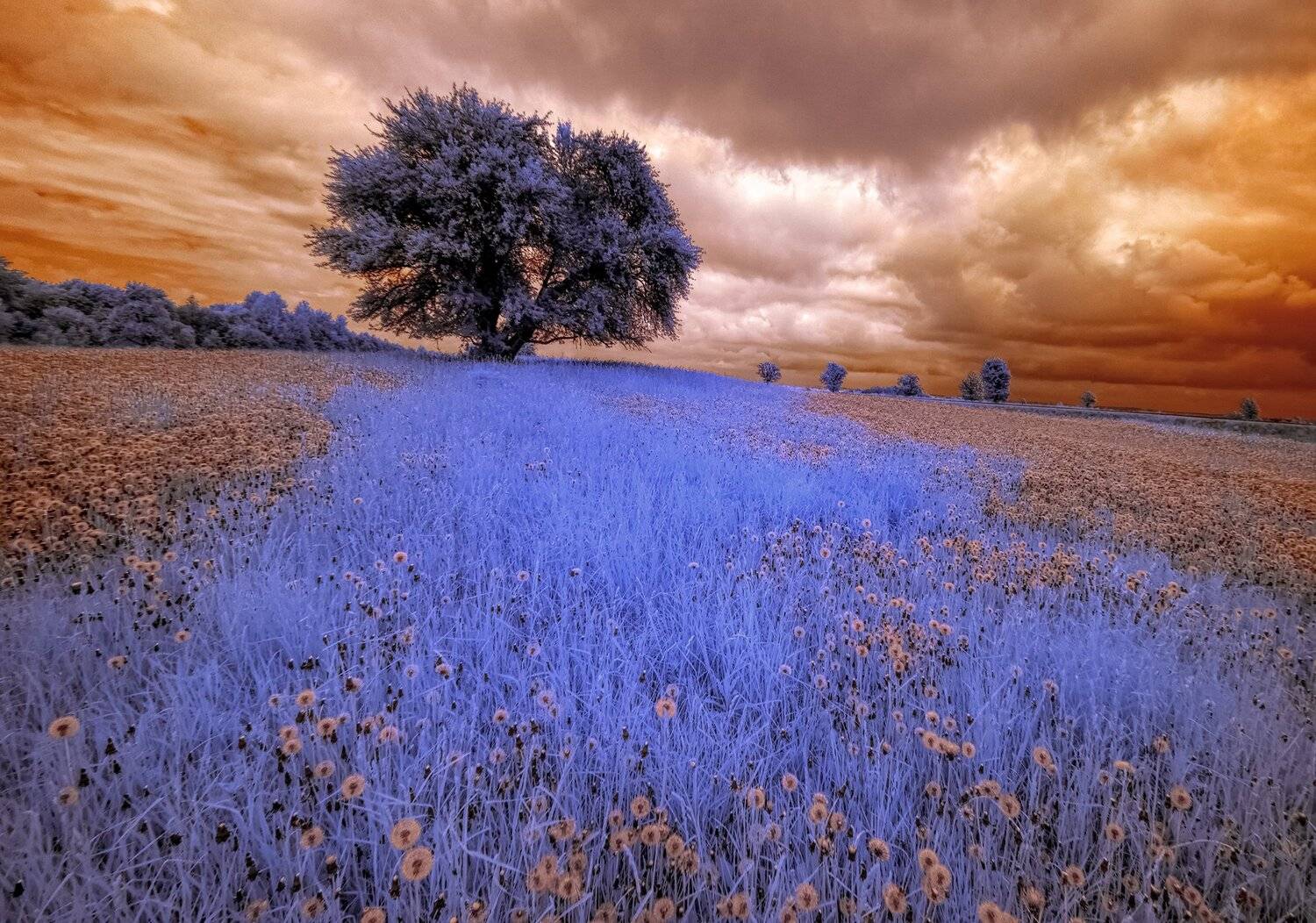 infrared,ик-фото,инфракрасное фото, инфракрасная фотография, пейзаж, весна, Sixten ( Сергей )