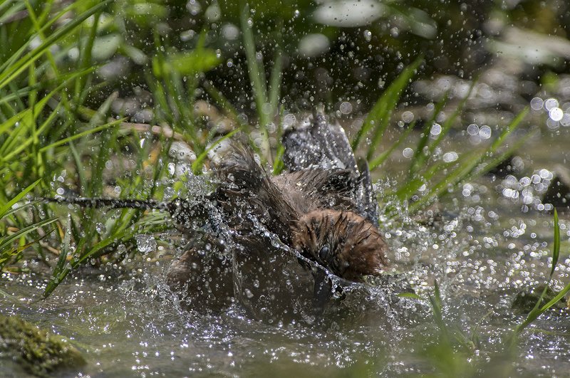 Водный мир фото превью