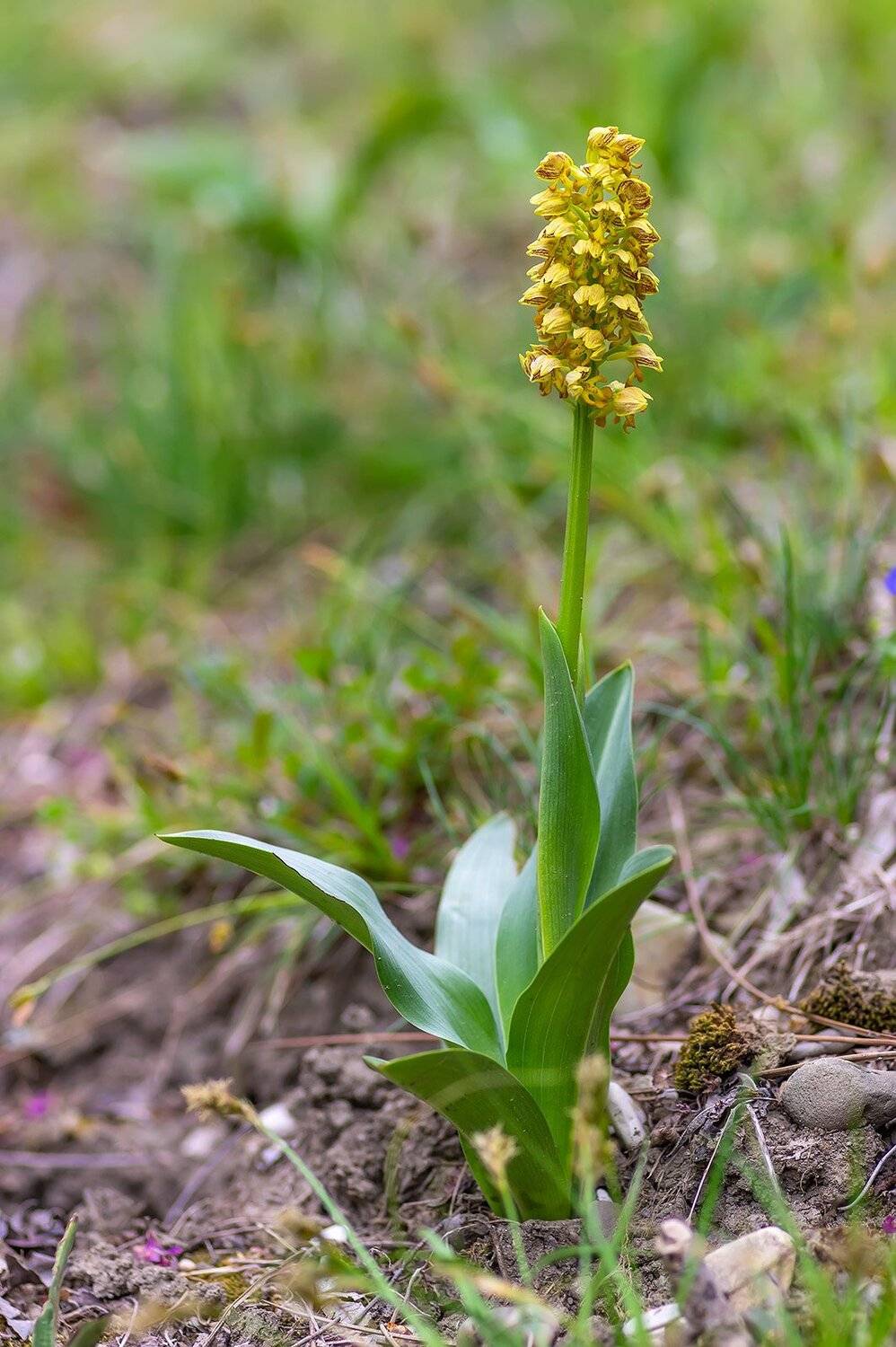 природа, макро, растения, цветы, ятрышник, ятрышник мелкоточечный, Александр Земляной