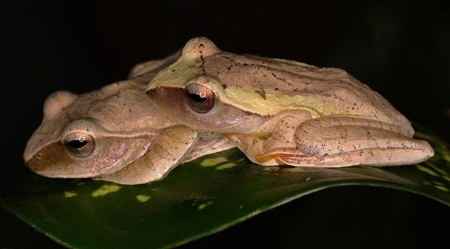 весолноги, амфибии, Александр Зорин