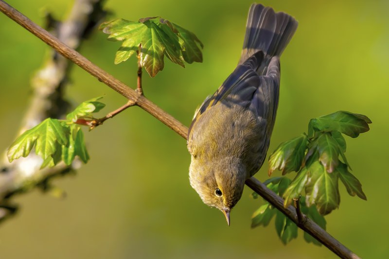 Chiffchaff фото превью