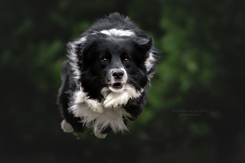 Р - ракета  фото превью