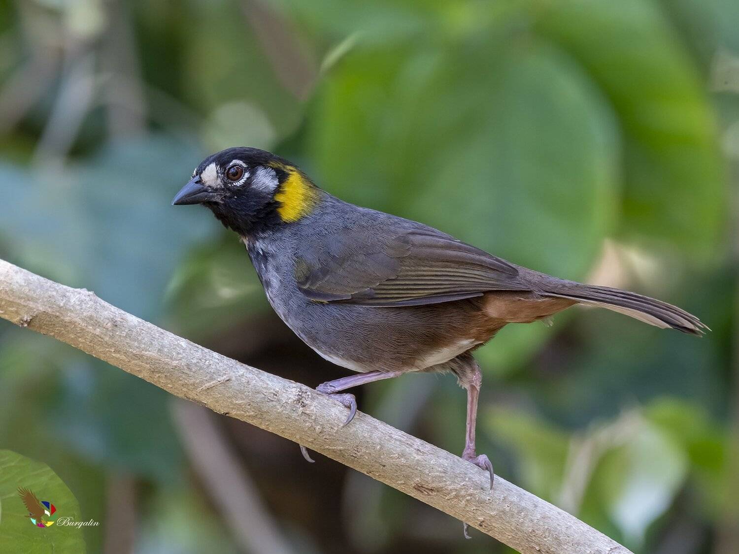 , Fernando Burgalin Sequeira