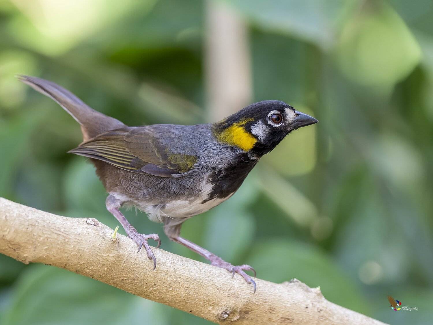 , Fernando Burgalin Sequeira