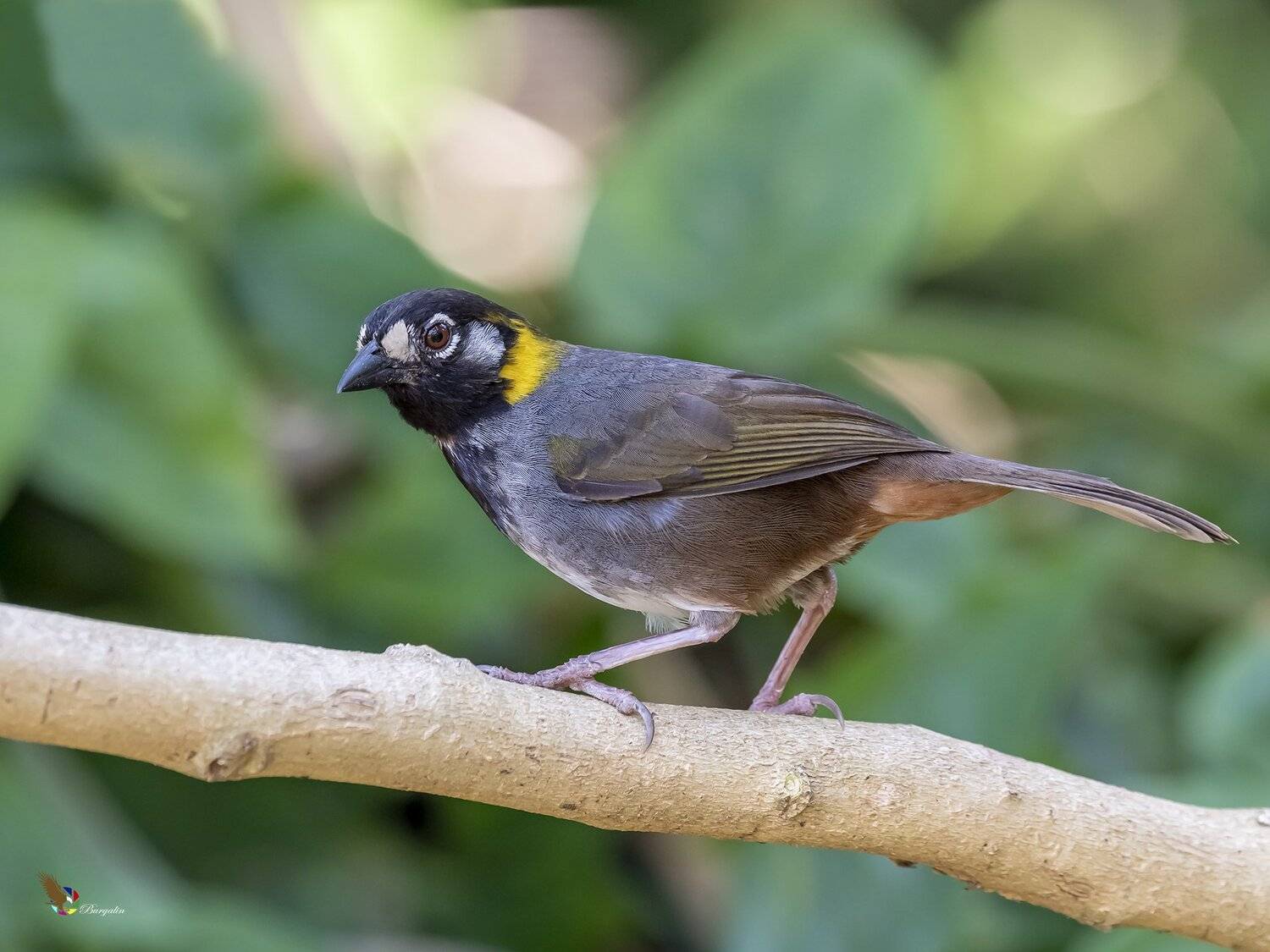 , Fernando Burgalin Sequeira