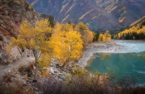 Осень у Катуни...