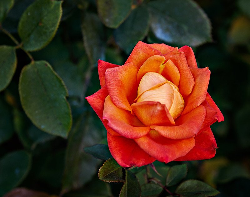 розочка фото превью