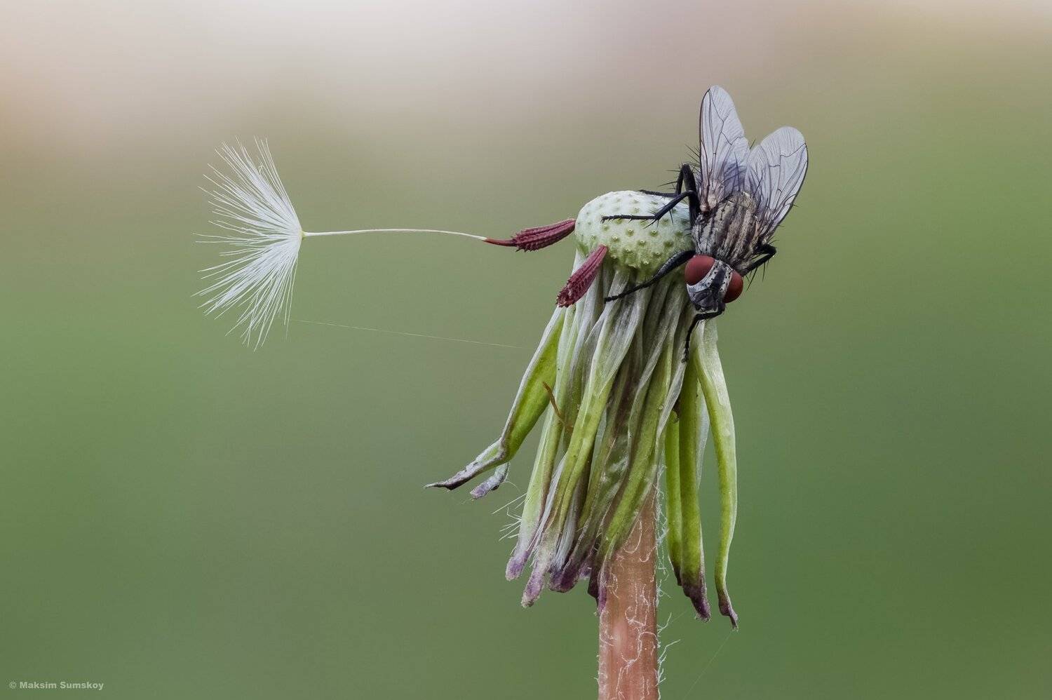макро,стекинг,утро,индустар-90у,муха,одуванчик,весна, Максим Сумской