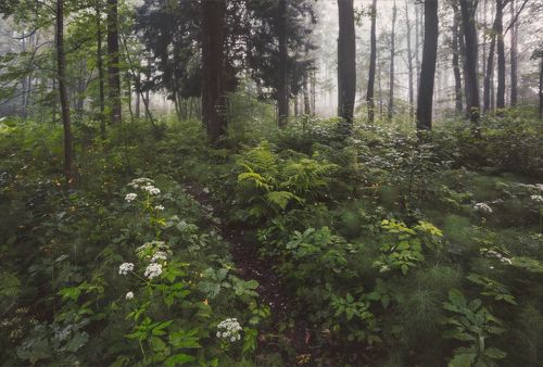 После ночного дождя. . .