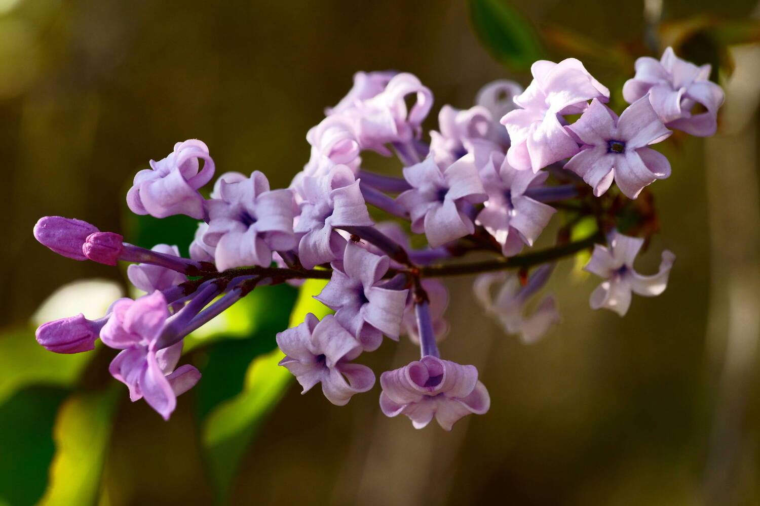 south korea, seoul, spring, lilac, bokeh, backlight, macro, violet, beautiful, close-up, flower, Shin