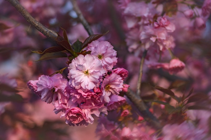 tokina 100 macro, macro lens, beautiful, красивый, moment, момент, nature, природа, spring, весна, весенний, blossoming, цветущее, tree, дерево, branches, ветки, sakura, сакура, pink, розовый, Розово-облачная погода. фото превью