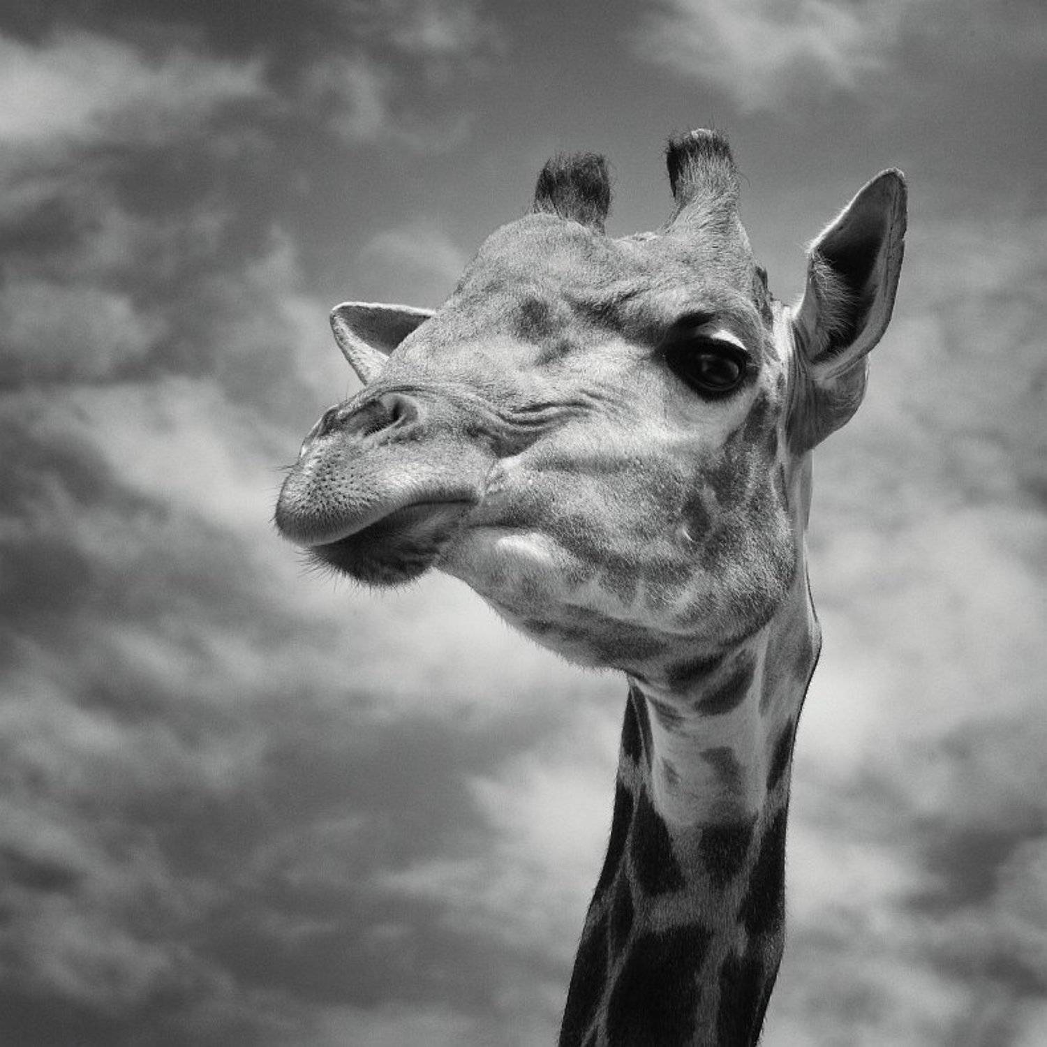 , Сергей Фудиненко