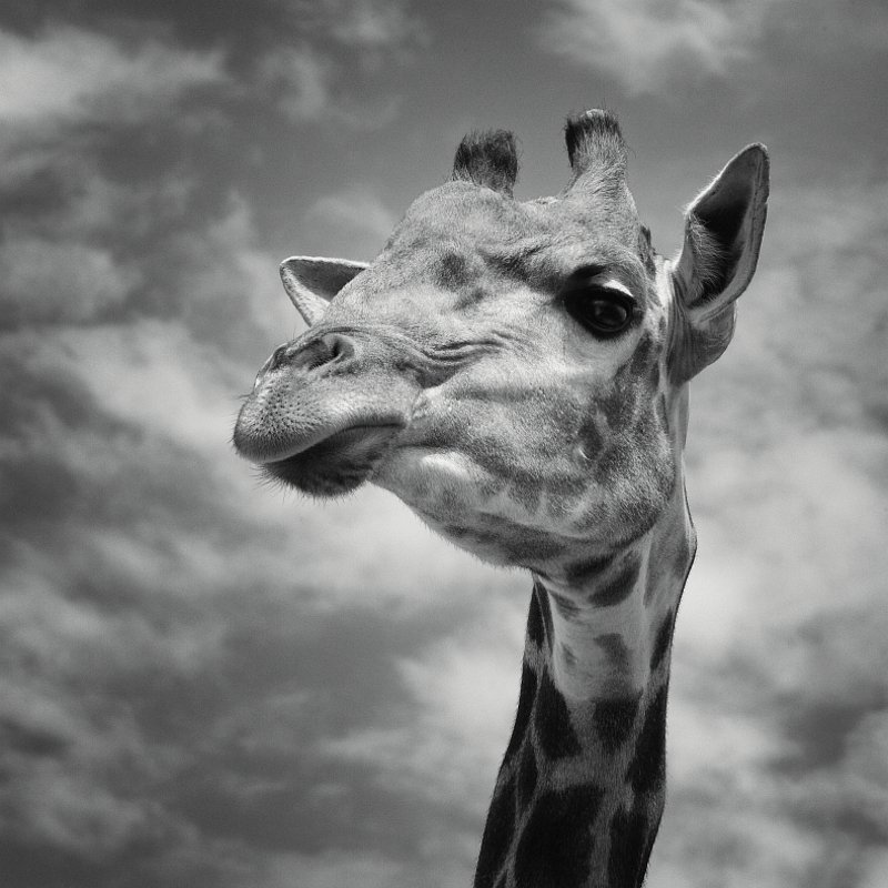 * фото превью