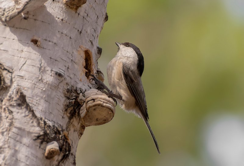 птица, гаичка, дупло, заботы, весна, весенние заботы.. фото превью