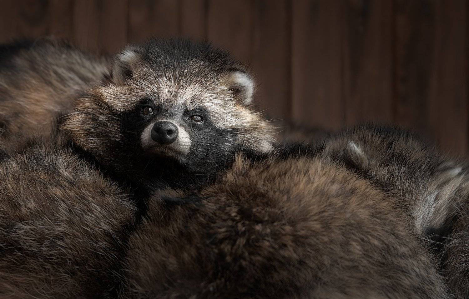 wild, wildanimal, wildanimals, wildlife, wildlifephotography, wild_animal, wildanimalphotography,беларусь,минский зоопарк,minsk zoo, belarus,raccoons,procyon, енот, Полина Хрол