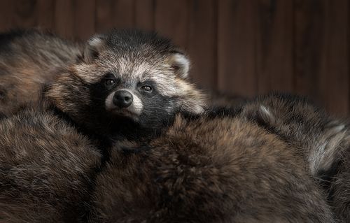 Nyctereutes procyonoides