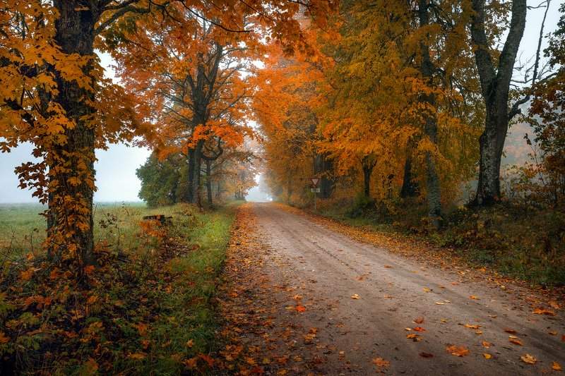 autumn with road фото превью