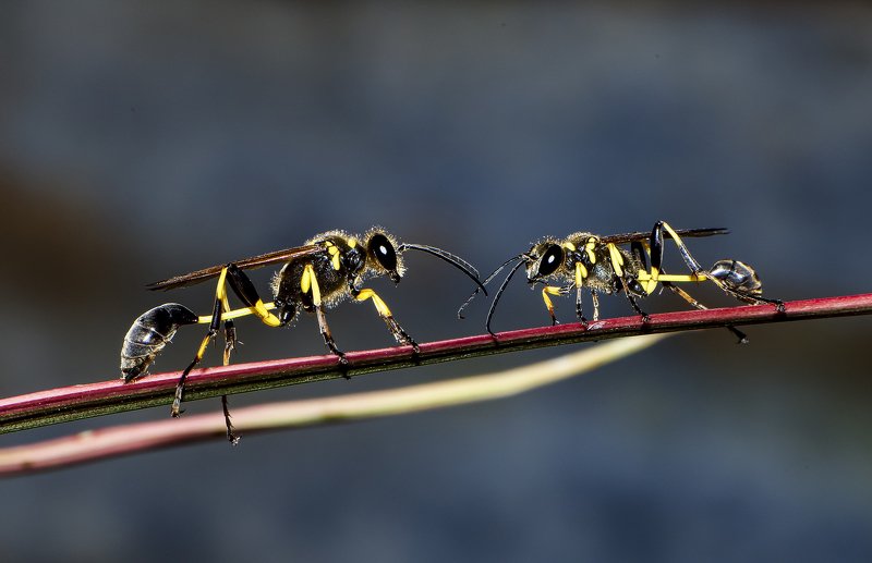 Socializing фото превью