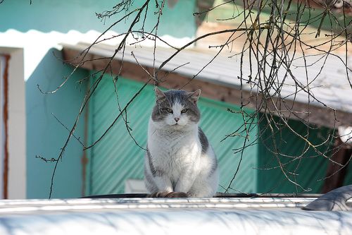 Мартовский