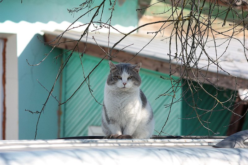 Мартовский фото превью