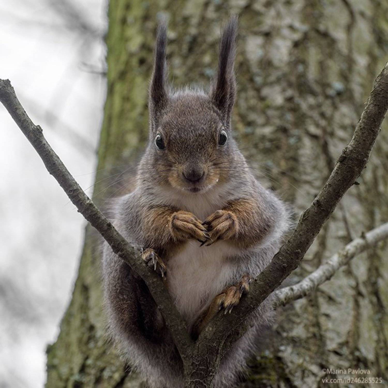 белка, животные, животный мир, парк александрино,весна, Марина Павлова